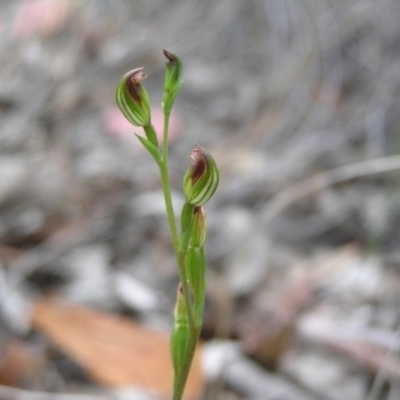 Speculantha rubescens (Blushing Tiny Greenhood) at Gang Gang at Yass River - 19 Apr 2009 by SueMcIntyre