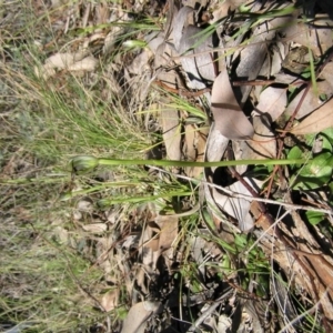 Pterostylis pedunculata at Yass River, NSW - suppressed