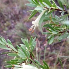 Styphelia triflora (Five-corners) at Jerrabomberra, NSW - 9 Apr 2017 by roachie