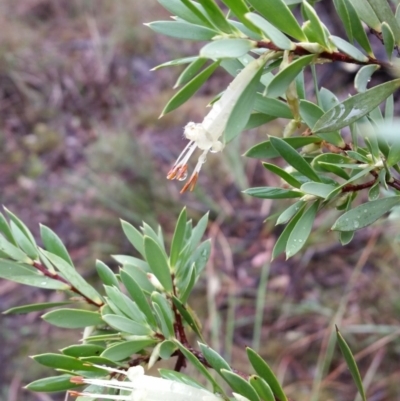 Styphelia triflora (Five-corners) at Jerrabomberra, NSW - 9 Apr 2017 by roachie