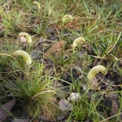 Diplodium truncatum (Little Dumpies, Brittle Greenhood) at Yass River, NSW - 2 Apr 2012 by SueMcIntyre