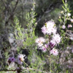 Kunzea parvifolia (Violet Kunzea) at Karabar, NSW - 5 Nov 2016 by roachie