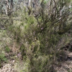 Kunzea parvifolia at Karabar, NSW - 5 Nov 2016 03:29 PM