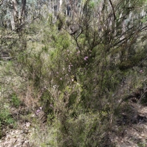 Kunzea parvifolia at Karabar, NSW - 5 Nov 2016 03:29 PM