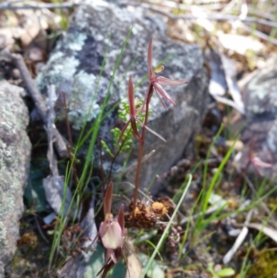 Cyrtostylis reniformis (Common Gnat Orchid) by roachie