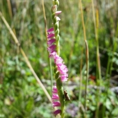 Spiranthes australis (Austral Ladies Tresses) at Paddys River, ACT - 28 Jan 2017 by roachie