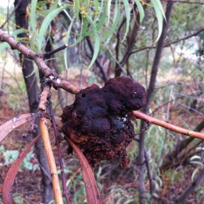 Uromycladium sp. (A gall forming rust fungus) at Hughes, ACT - 4 Apr 2017 by ruthkerruish