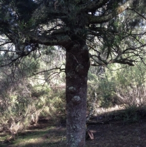 Exocarpos cupressiformis at Burra, NSW - 11 Apr 2017 05:58 PM