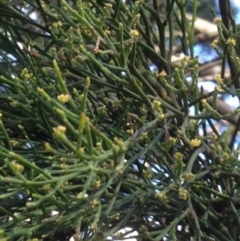 Exocarpos cupressiformis at Burra, NSW - 11 Apr 2017 05:58 PM