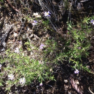 Vittadinia cuneata var. cuneata (Fuzzy New Holland Daisy) at Burra, NSW - 11 Apr 2017 by Safarigirl