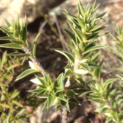 Melichrus urceolatus (Urn Heath) at Burra, NSW - 11 Apr 2017 by Safarigirl