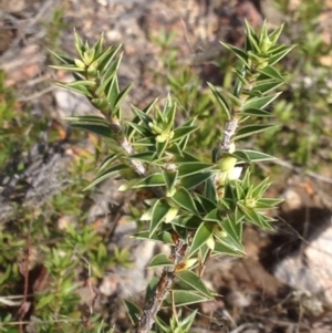 Melichrus urceolatus at Burra, NSW - 11 Apr 2017