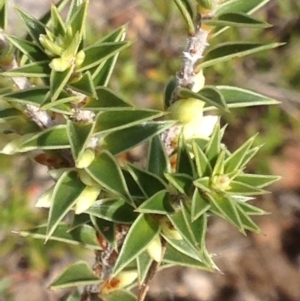 Melichrus urceolatus at Burra, NSW - 11 Apr 2017