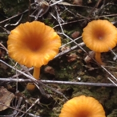 Lichenomphalia chromacea (Yellow Navel) at Burra, NSW - 11 Apr 2017 by Safarigirl