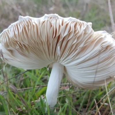 Macrolepiota sp. at Wanniassa Hill - 11 Apr 2017 by Mike