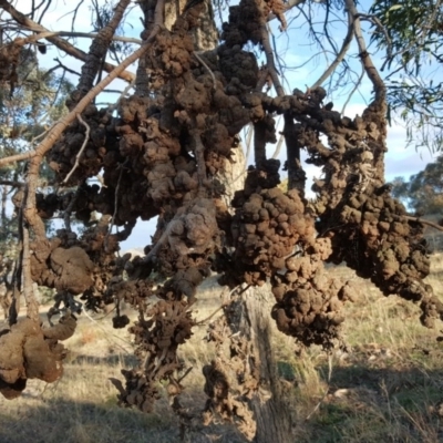 Uromycladium sp. (A gall forming rust fungus) at Wanniassa Hill - 11 Apr 2017 by Mike