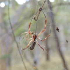 Trichonephila edulis (Golden orb weaver) at Mount Majura - 26 Mar 2017 by michaelb