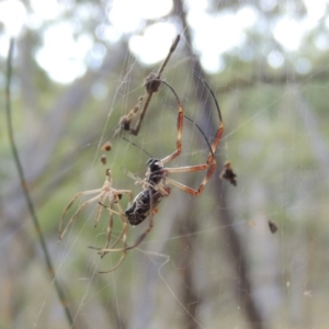 Trichonephila edulis at Canberra Central, ACT - 26 Mar 2017