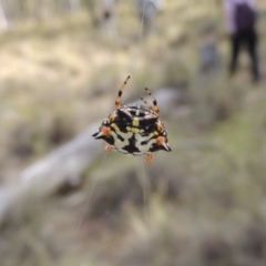 Austracantha minax (Christmas Spider, Jewel Spider) at Mount Majura - 26 Mar 2017 by michaelb