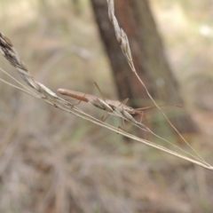 Mutusca brevicornis at Canberra Central, ACT - 26 Mar 2017