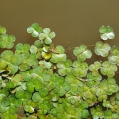 Marsilea mutica (Nardoo) at Wanniassa Hill - 12 Apr 2017 by Mike