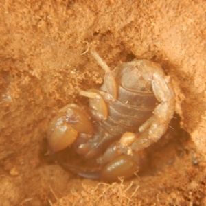 Urodacus manicatus at Wallaroo, NSW - 5 Apr 2017 10:19 AM