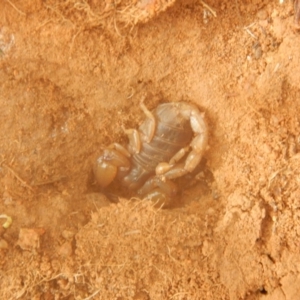 Urodacus manicatus at Wallaroo, NSW - 5 Apr 2017 10:19 AM