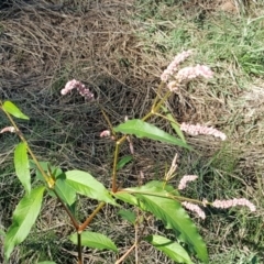 Persicaria lapathifolia (Pale Knotweed) at Wanniassa Hill - 12 Apr 2017 by Mike