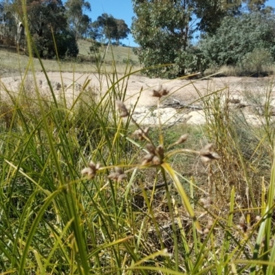 Bolboschoenus fluviatilis (Marsh Club-rush) at Wanniassa Hill - 12 Apr 2017 by Mike