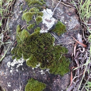 Grimmia sp. at Hughes, ACT - 10 Apr 2017