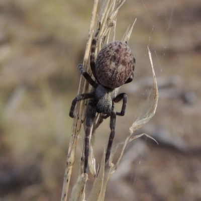 Badumna (genus) (Lattice-web spider) at Canberra Central, ACT - 26 Mar 2017 by MichaelBedingfield