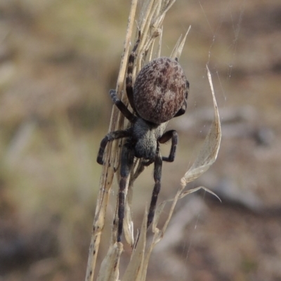 Badumna sp. (genus) (Lattice-web spider) at Canberra Central, ACT - 26 Mar 2017 by michaelb