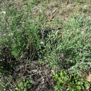 Vittadinia cuneata var. cuneata at Wanniassa Hill - 12 Apr 2017