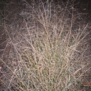 Panicum effusum at Hughes, ACT - 18 Mar 2016