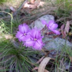 Thysanotus tuberosus subsp. tuberosus (Common Fringe-lily) at Cotter River, ACT - 29 Jan 2017 by roachie