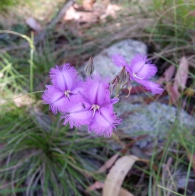 Thysanotus tuberosus subsp. tuberosus (Common Fringe-lily) at Cotter River, ACT - 29 Jan 2017 by roachie