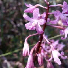 Dipodium roseum (Rosy Hyacinth Orchid) at Tennent, ACT - 29 Jan 2017 by roachie