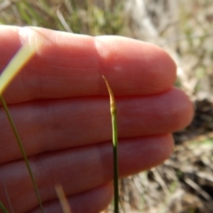 Corunastylis cornuta (Horned Midge Orchid) at Aranda, ACT - 11 Apr 2017 by CathB