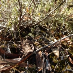 Corunastylis cornuta at Aranda, ACT - suppressed