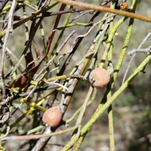 Cassytha pubescens at Jerrabomberra, NSW - 5 Nov 2016