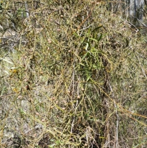 Cassytha pubescens at Jerrabomberra, NSW - 5 Nov 2016