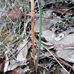 Calochilus platychilus (Purple Beard Orchid) at Belconnen, ACT - 10 Apr 2017 by CathB