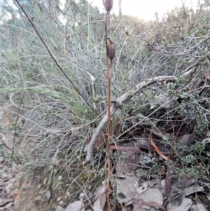 Calochilus platychilus at Belconnen, ACT - suppressed