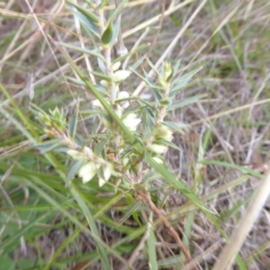 Melichrus urceolatus at Molonglo River Reserve - 11 Apr 2017