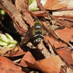 Villa sp. (genus) (Unidentified Villa bee fly) at Wanniassa, ACT - 12 Apr 2017 by JohnBundock