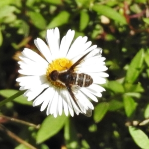 Villa sp. (genus) at Wanniassa, ACT - 12 Apr 2017