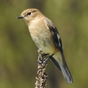 Petroica phoenicea at Paddys River, ACT - 7 Apr 2017