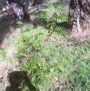 Pistacia chinensis at Kaleen, ACT - 12 Apr 2017