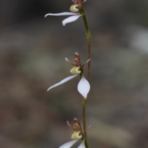 Eriochilus cucullatus at Gundaroo, NSW - 25 Mar 2016