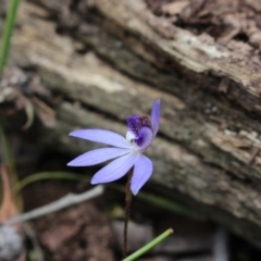 Cyanicula caerulea (Blue Fingers, Blue Fairies) at Gundaroo, NSW - 19 Sep 2015 by MaartjeSevenster